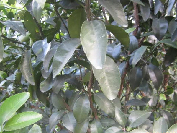 微補(bǔ)三級火箭方案有如此神奇功效？