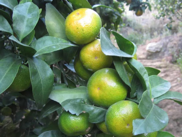 微補(bǔ)三級火箭方案有如此神奇功效？