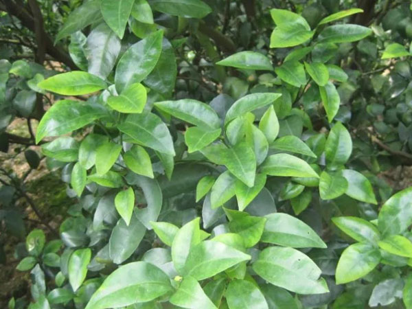 微補(bǔ)三級火箭方案有如此神奇功效？