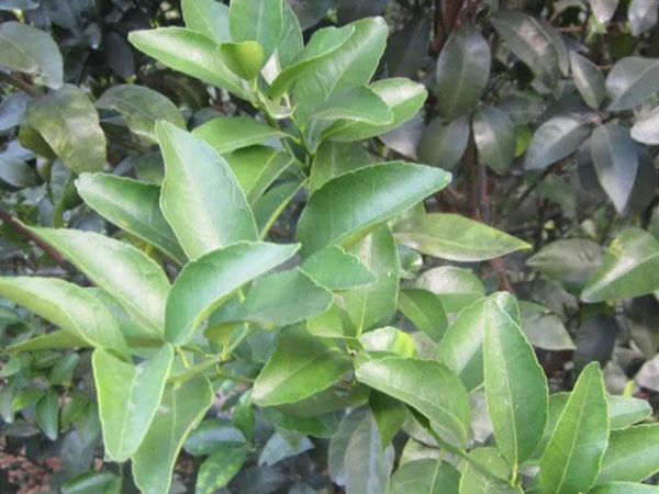 微補(bǔ)三級火箭方案有如此神奇功效？