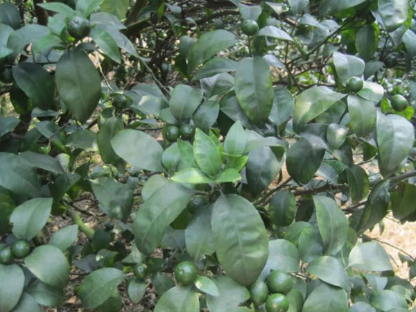 微補(bǔ)三級火箭方案有如此神奇功效？