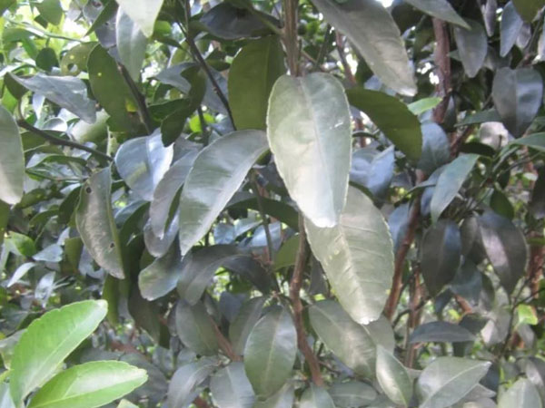 微補(bǔ)三級火箭方案有如此神奇功效？