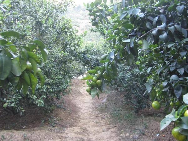 微補(bǔ)三級火箭方案有如此神奇功效？