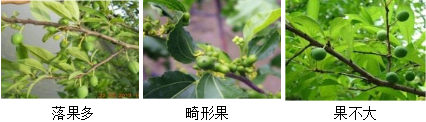 核果類營(yíng)養(yǎng)方案