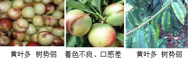 核果類營(yíng)養(yǎng)方案