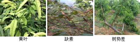 核果類營(yíng)養(yǎng)方案