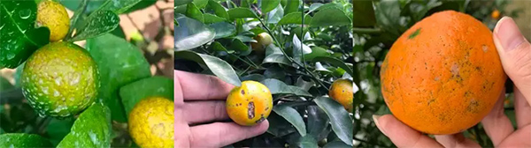 采果前后生防病蟲害，效益最佳?！