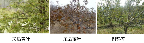 蘋果營養(yǎng)方案