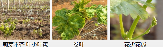 葡萄營(yíng)養(yǎng)方案