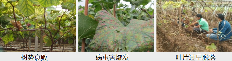 葡萄營(yíng)養(yǎng)方案