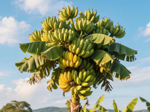 香蕉營(yíng)養(yǎng)方案