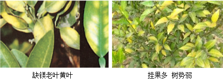 柑橘營(yíng)養(yǎng)方案