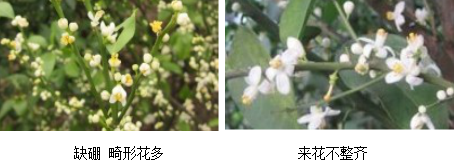 柑橘營(yíng)養(yǎng)方案