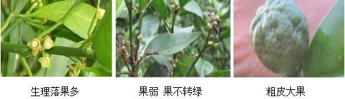 柑橘營(yíng)養(yǎng)方案