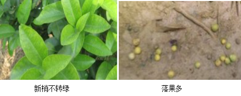 柑橘營(yíng)養(yǎng)方案