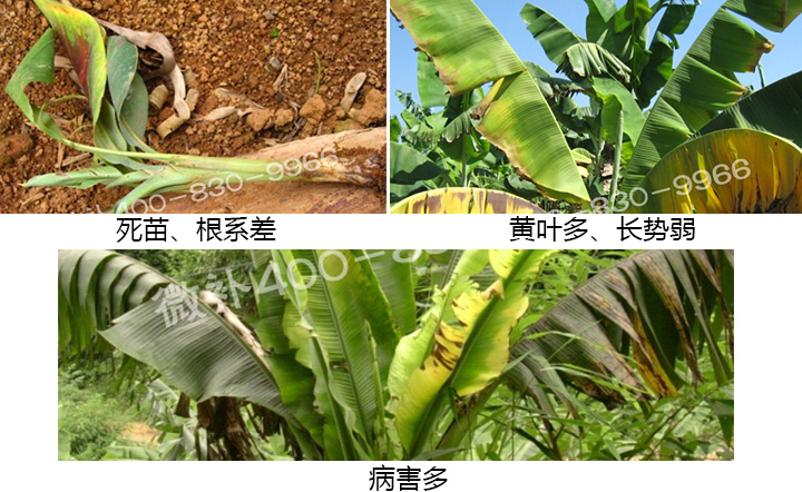 香蕉營(yíng)養(yǎng)方案