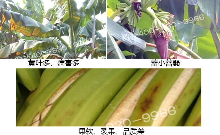 香蕉營(yíng)養(yǎng)方案