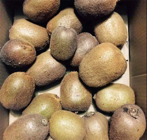 采果前后生防病蟲害，效益最佳?！