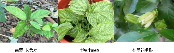 百香果營(yíng)養(yǎng)方案