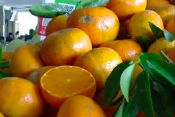 采果前后生防病蟲害，效益最佳?！