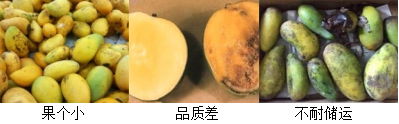 芒果營(yíng)養(yǎng)方案