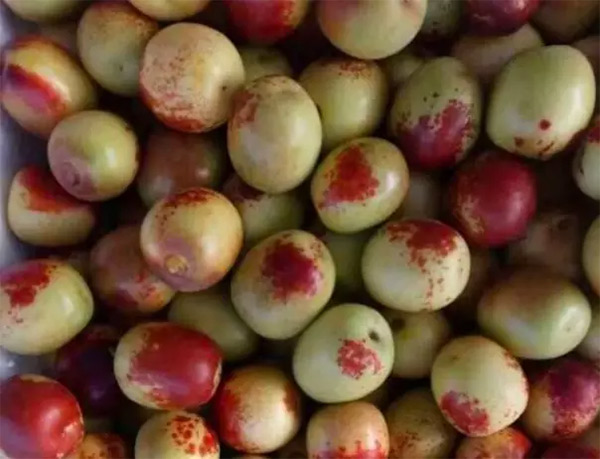 采果前后生防病蟲害，效益最佳?！