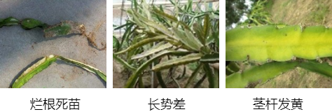 火龍果營(yíng)養(yǎng)方案