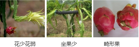 火龍果營(yíng)養(yǎng)方案