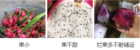 火龍果營(yíng)養(yǎng)方案