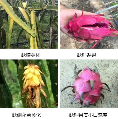 火龍果營(yíng)養(yǎng)方案