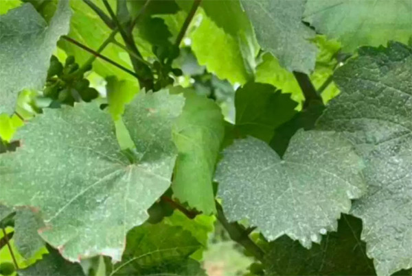 采果前后生防病蟲害，效益最佳?！