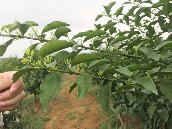 秋梢期，柑橘果農(nóng)都在做這件事……