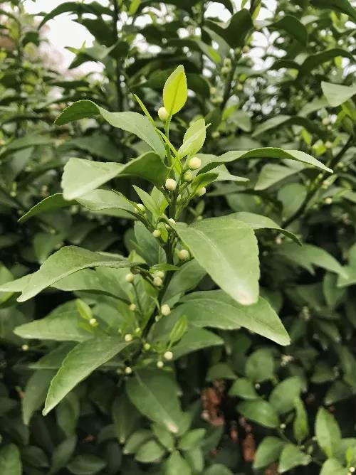 秋梢期，柑橘果農(nóng)都在做這件事……