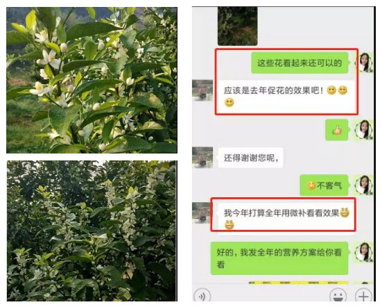 秋梢期，柑橘果農(nóng)都在做這件事……
