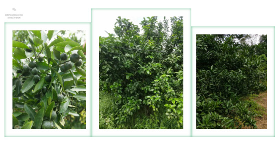 秋梢期，柑橘果農(nóng)都在做這件事……