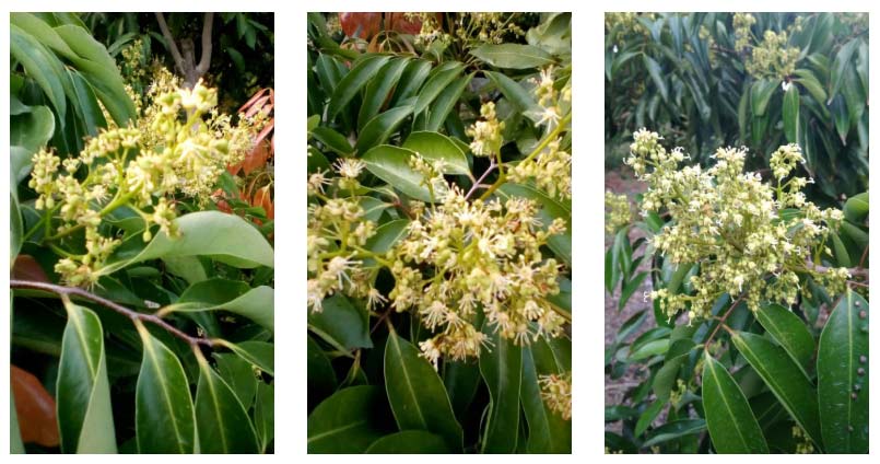 荔枝園連年高產(chǎn)，秘訣在這里