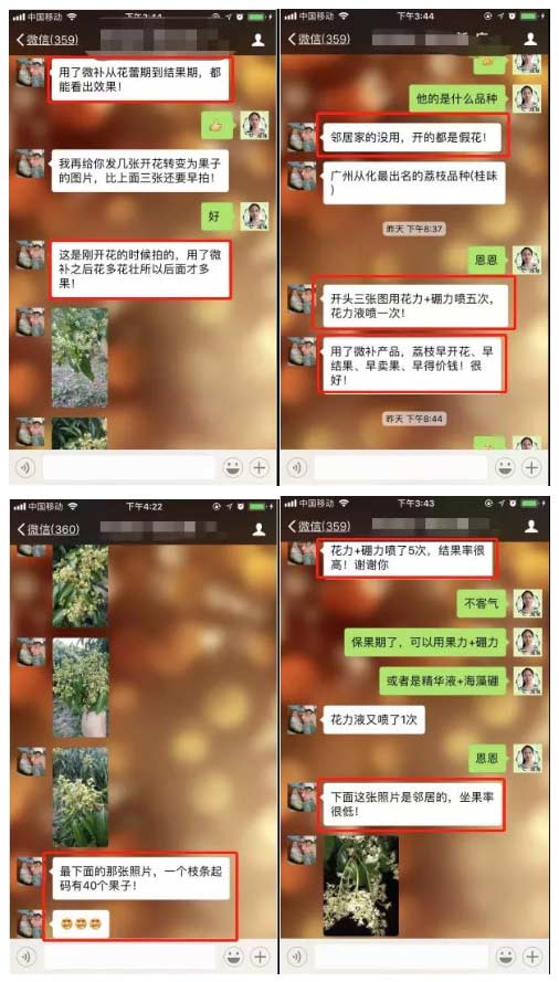 荔枝園連年高產(chǎn)，秘訣在這里