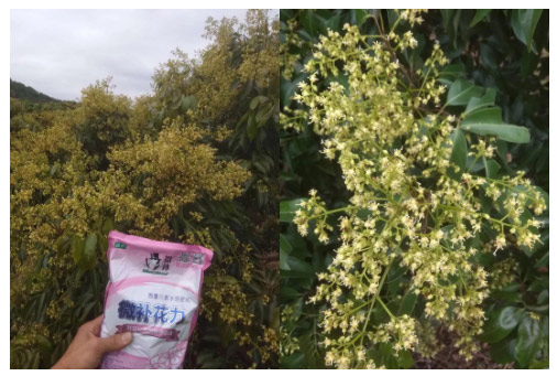 荔枝園連年高產(chǎn)，秘訣在這里