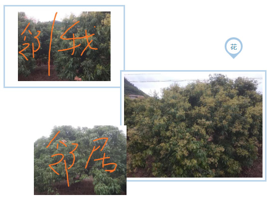荔枝園連年高產(chǎn)，秘訣在這里
