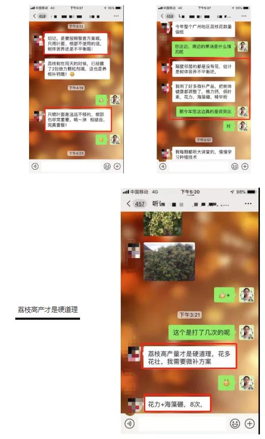 荔枝園連年高產(chǎn)，秘訣在這里