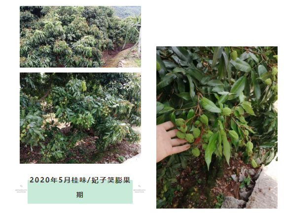 荔枝園連年高產(chǎn)，秘訣在這里