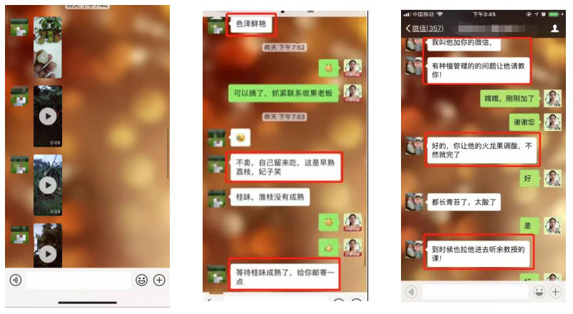 荔枝園連年高產(chǎn)，秘訣在這里
