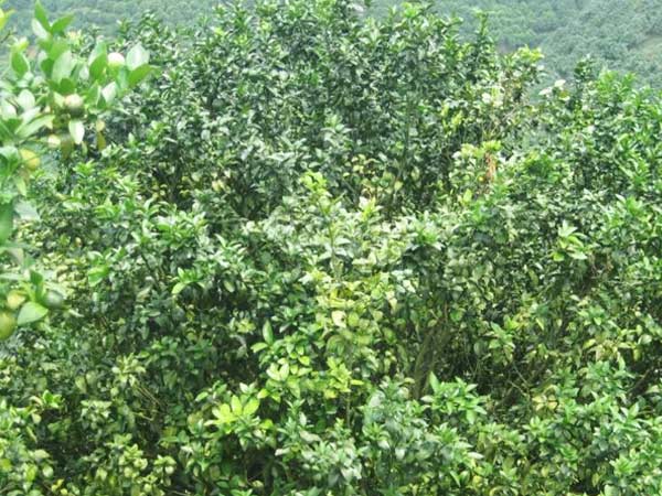 微補(bǔ)三級火箭方案有如此神奇功效？